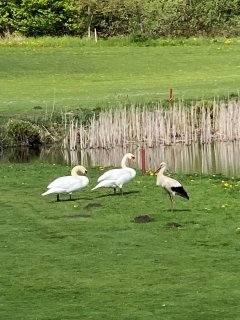 Eine schöne Tieraufnahme